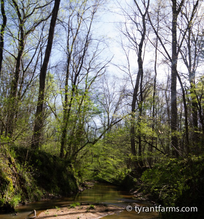 How to find morel mushrooms in the southeast US Tyrant Farms